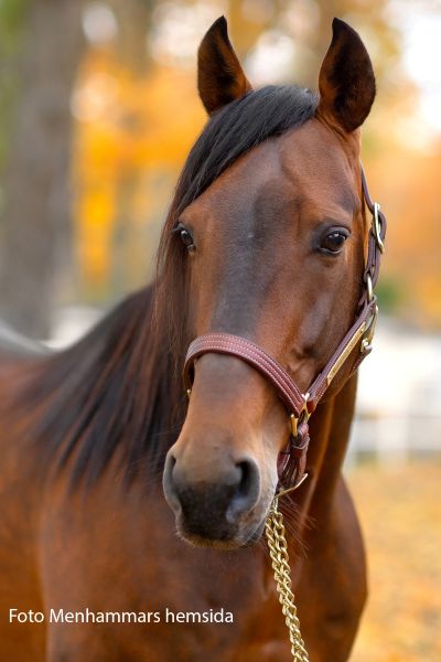 Dancinginthedark M hu