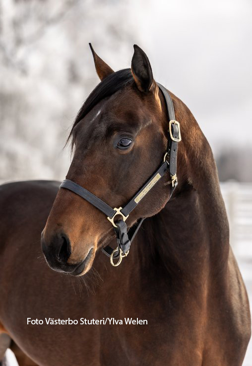 air power huvud ylva welen kopiera