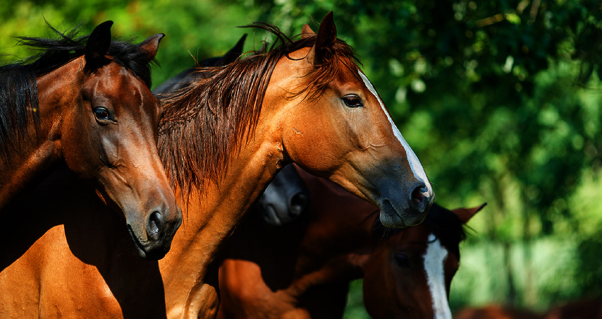 HYN och HNS genomför just nu flera undersökningar för att skapa mer kännedom kring arbeten i hästnäringen!